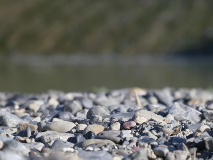 an odd small black object among some rocks