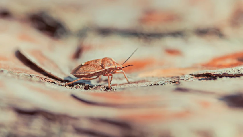 a close up of a bug on a tree trunk