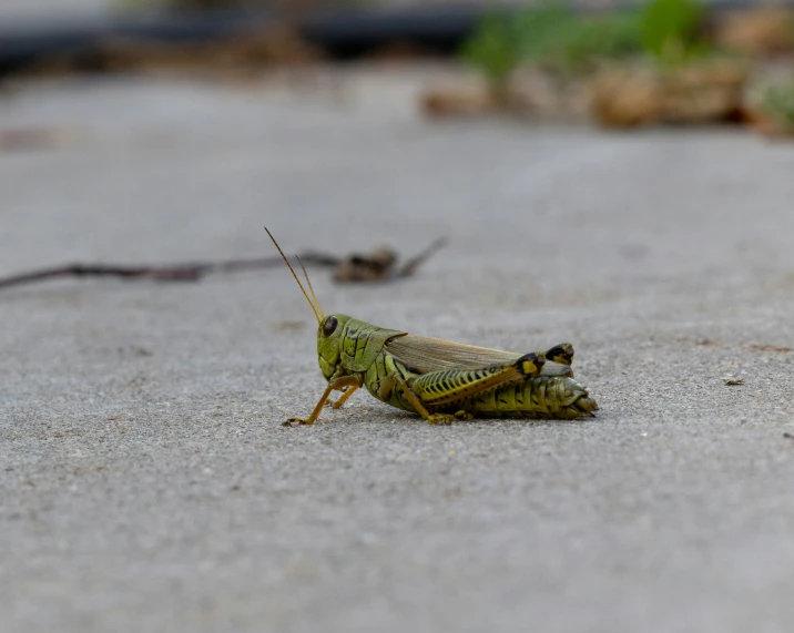 a close up of a locus on a cement road