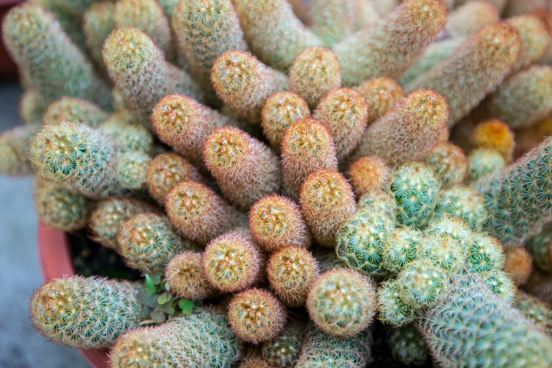 some green and yellow plants are in a clay pot