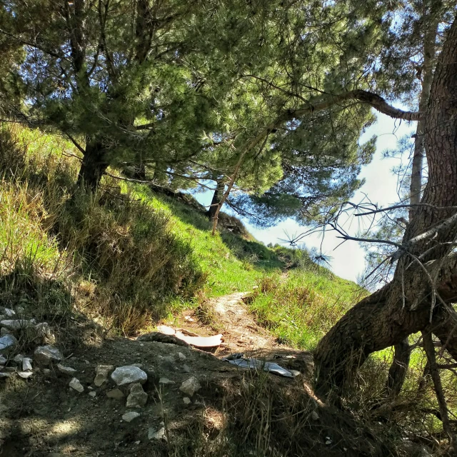 a path surrounded by trees and boulders