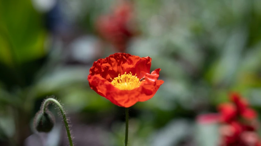 a red flower that is in a garden