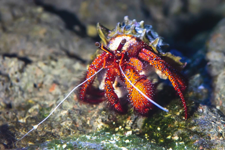 an animal on the ground with its tail hanging up