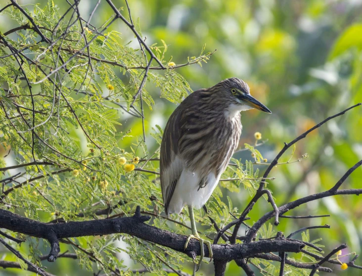 a bird sits in the tree looking around