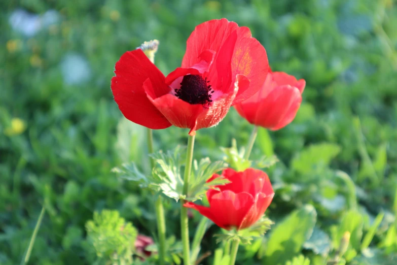 some red flowers are in a field of green