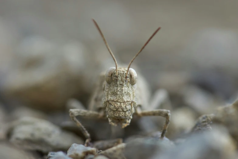 a insect is on the ground and looks off into the distance