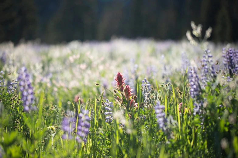 there is a small field with many different flowers