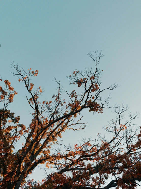 a plane flying over a tree in the daytime