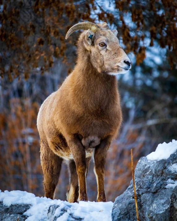 a sheep looking over his shoulder while standing in snow