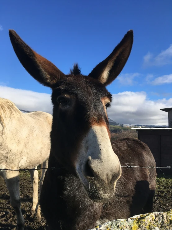 a donkey standing next to other animals near a fence