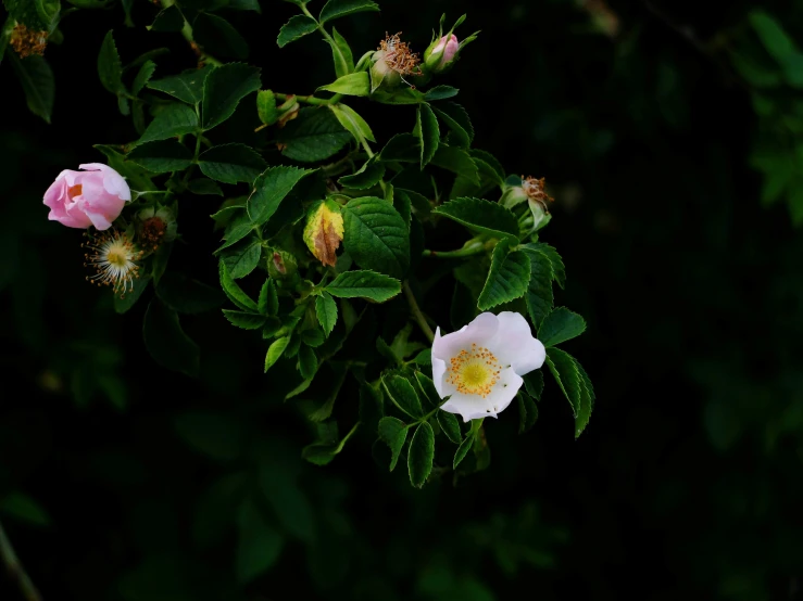 a couple of white flowers on a bush