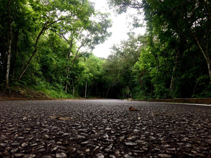 a road that has been turned over by trees