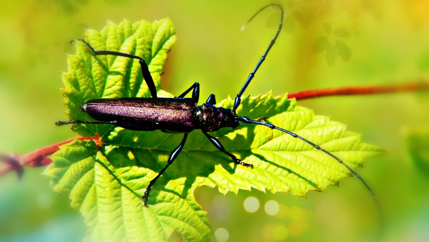 this is an image of a bug on a leaf