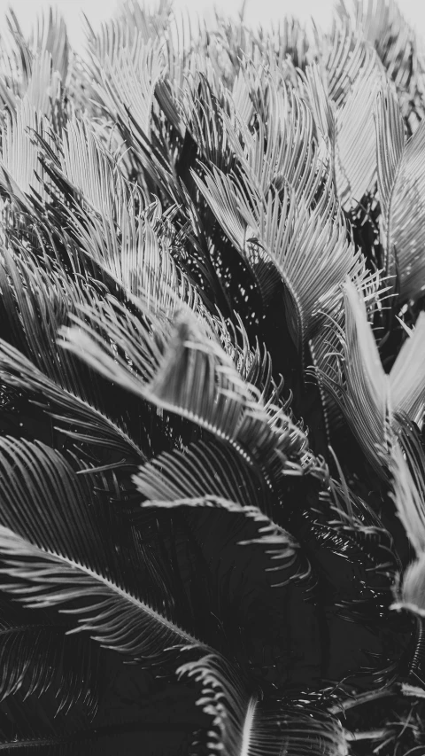 large tropical plants are all being covered in rain drops