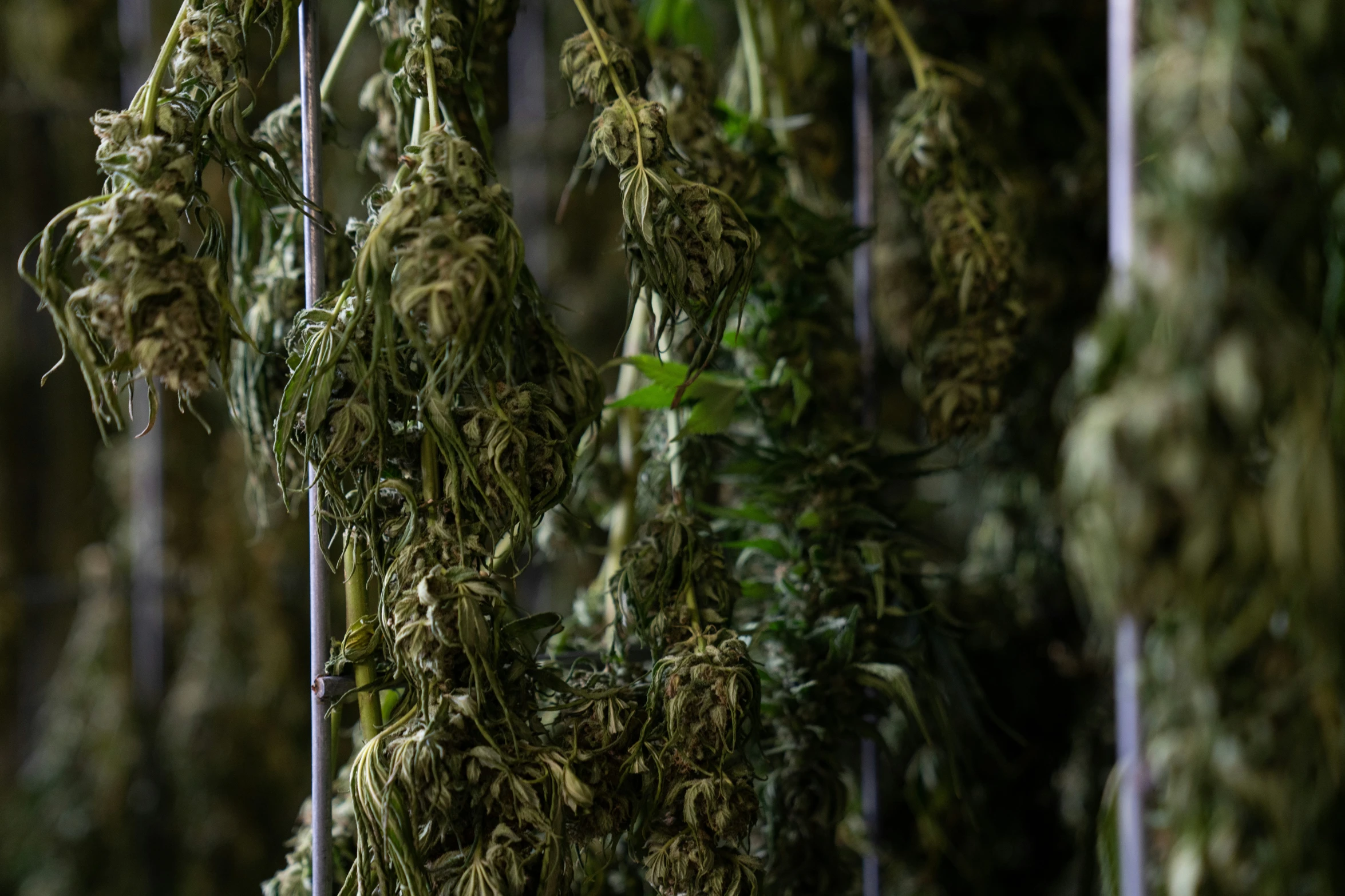 close up image of some dry leaves