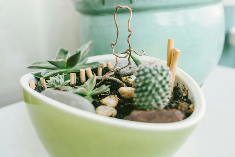 a green bowl containing assorted plants sits on a table