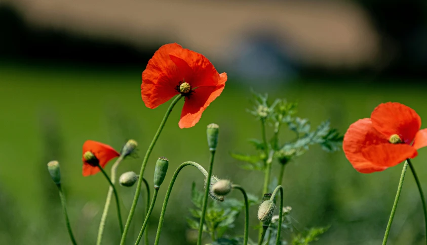 red flowers are growing on a tall plant