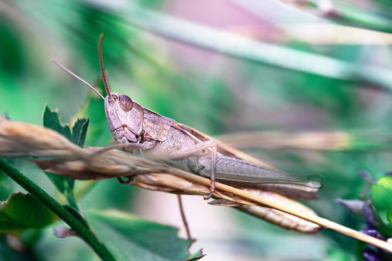 the brown insect is sitting on the twig of a plant