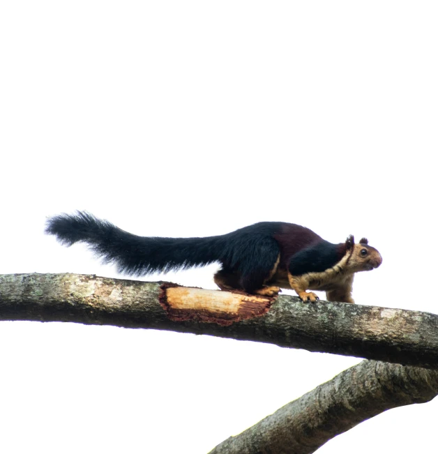 a small squirrel sitting on top of a tree nch