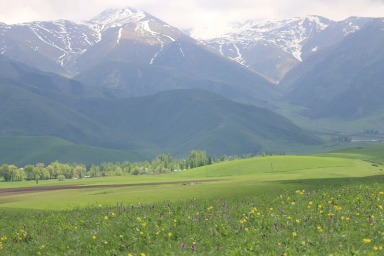 an open field filled with wildflowers and mountains