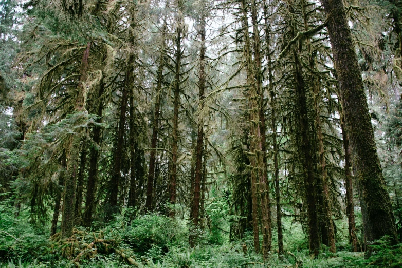 tall trees with green leaves and grass in a forest