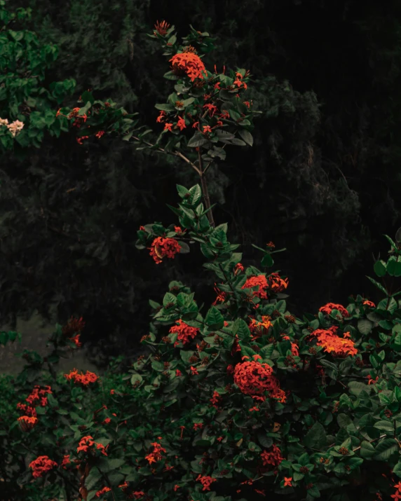 a group of red flowers is next to green foliage