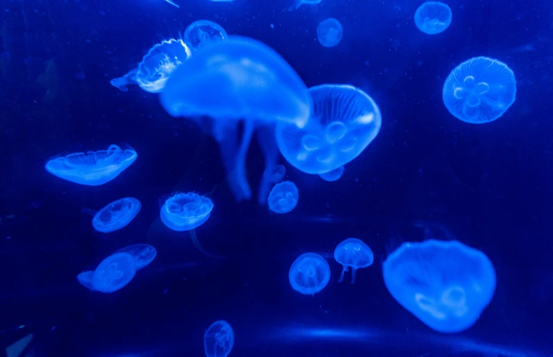 a close - up of jellyfish underwater in blue light