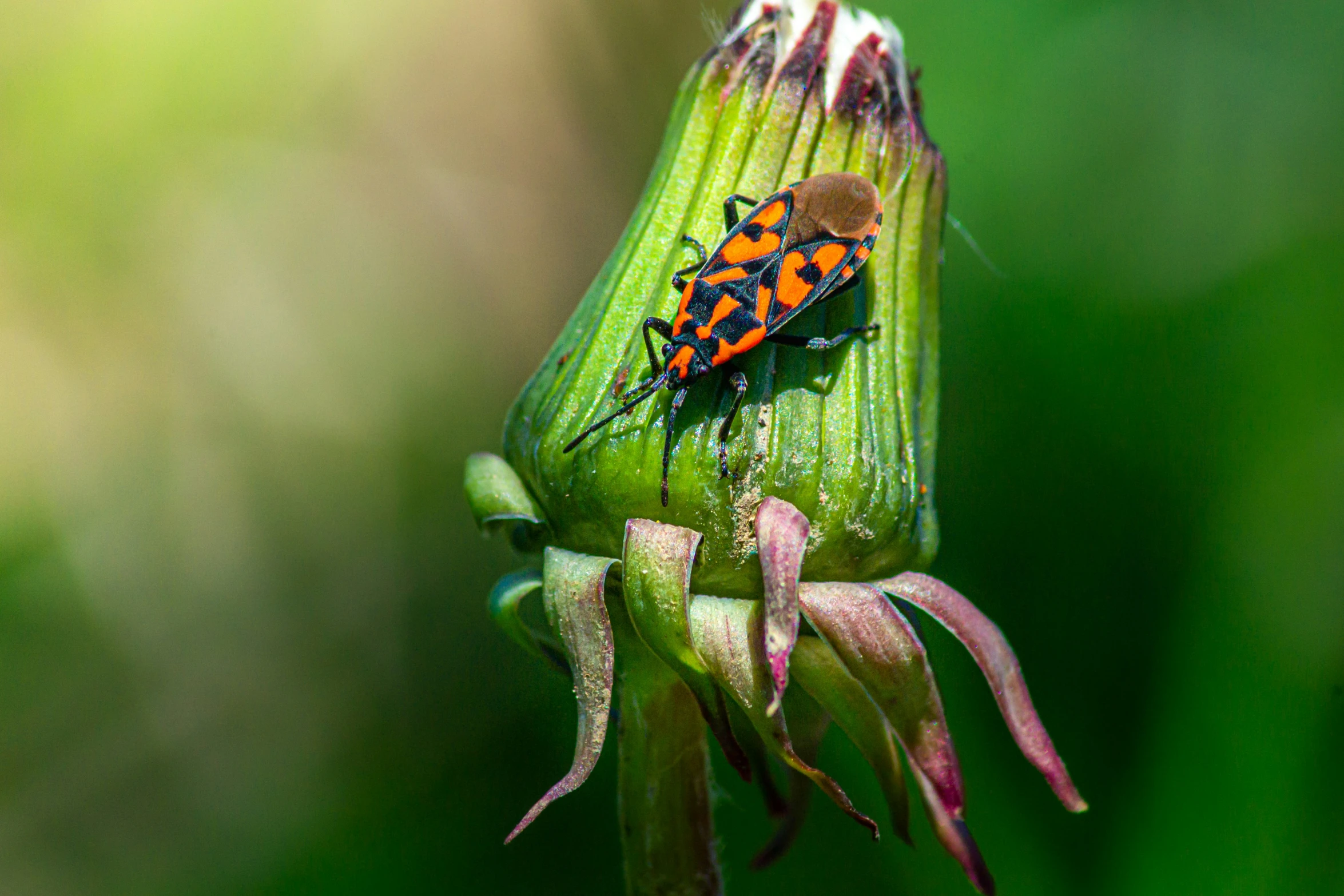 an orange and black beetle perched on a flower