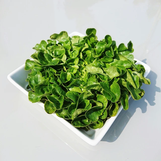 some spinach plants are in a bowl