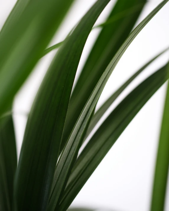 an up close view of a plant with green leaves