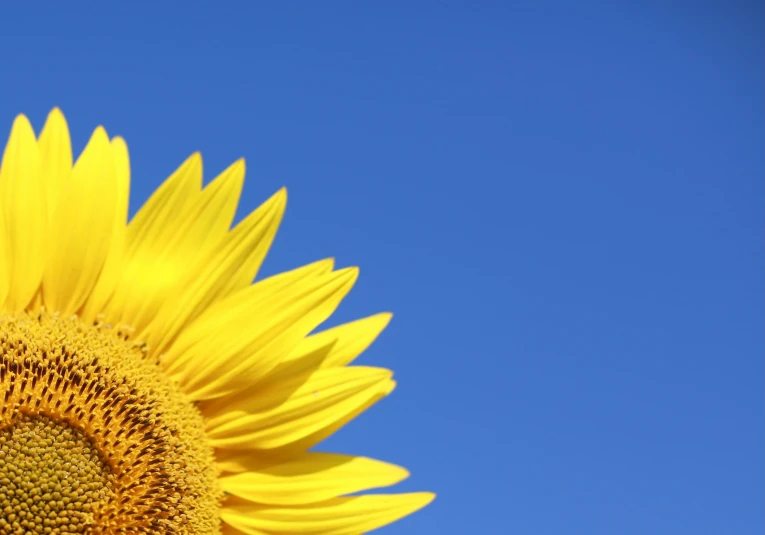 the sunflower is starting to open and bloom