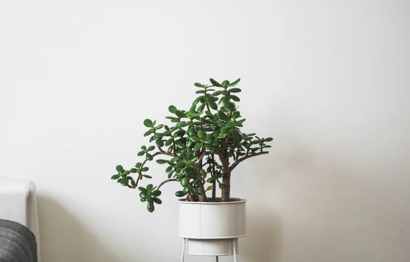 a house plant sitting on a white stand