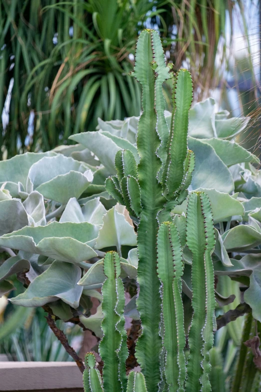 a green plant grows in a garden on the roof