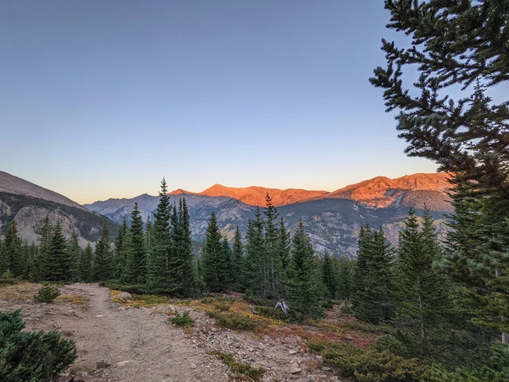 a trail runs between trees as the sun rises