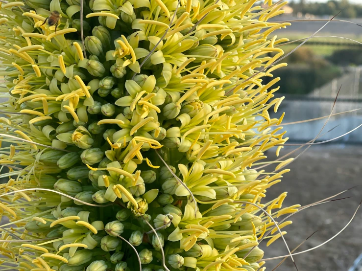 yellow flower with green tips and small white buds on top