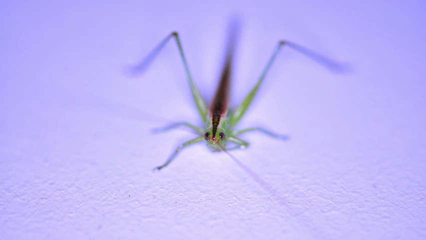 a bug with two long legs and a brown head