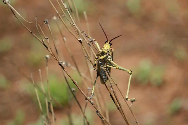 a large bug sitting on top of a leafless tree