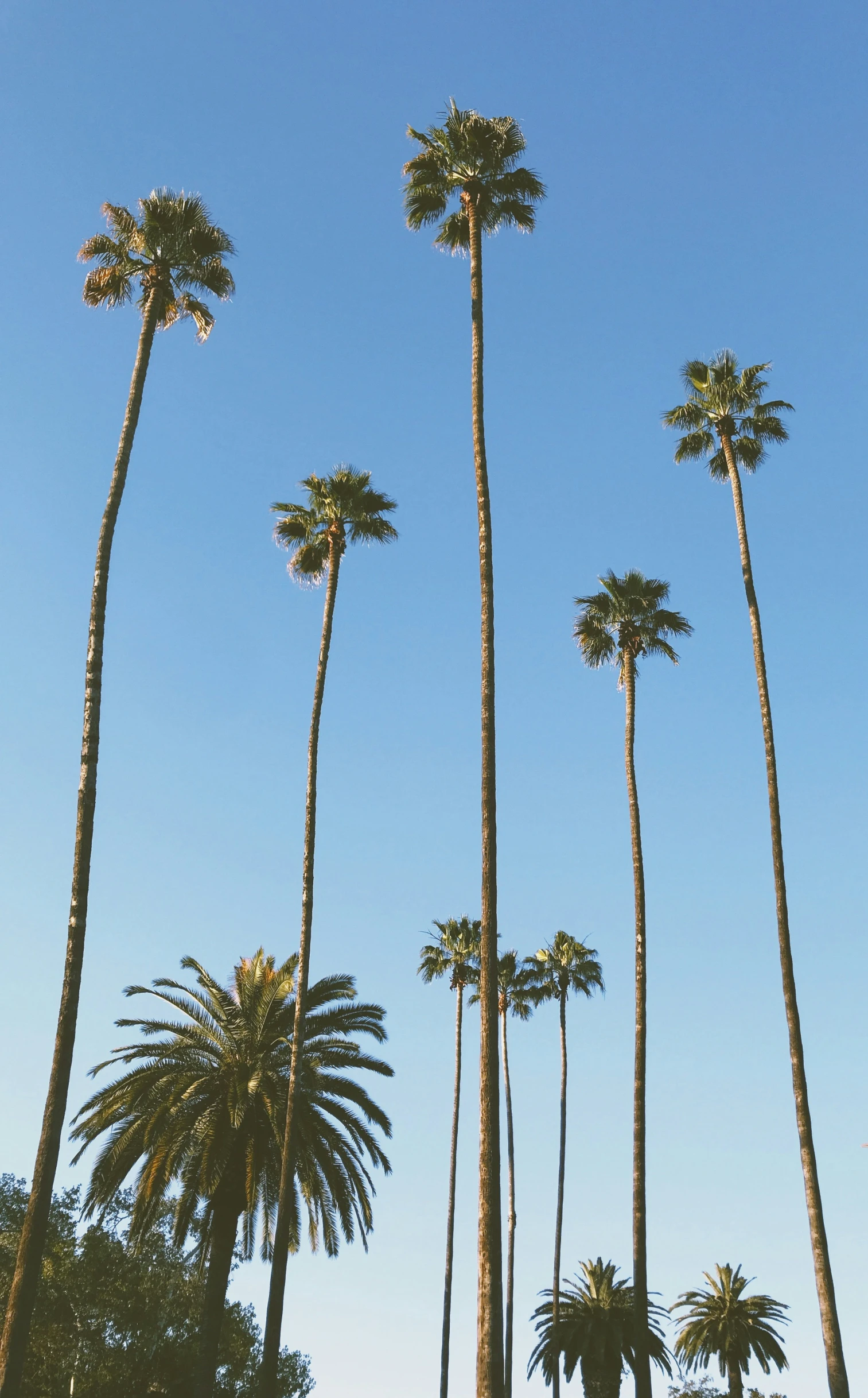 a bunch of palm trees in a park