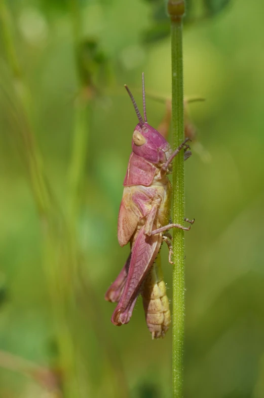 a pink and yellow bug sitting on a tall green plant