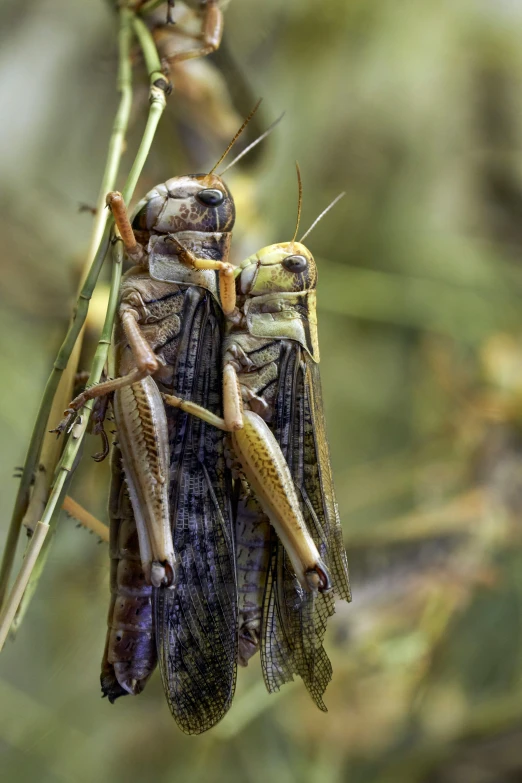 a couple of insect sitting on top of a leaf