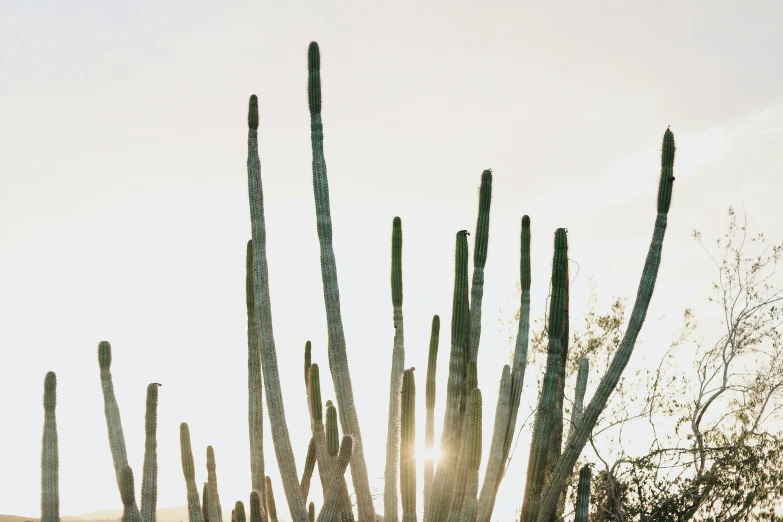 the top half of a cactus and its nches