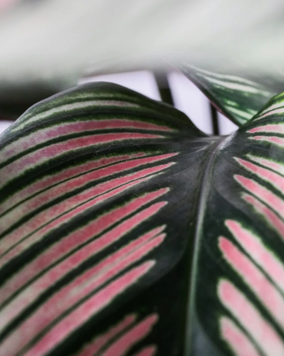 green and red leaves against the white background