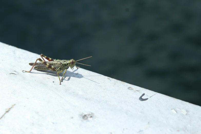 a large bug sitting on top of a white board