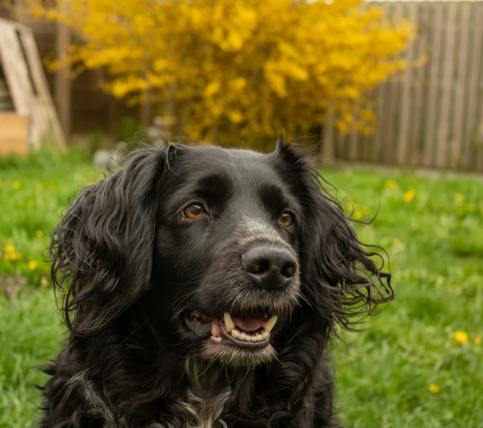 a black dog is sitting on the grass