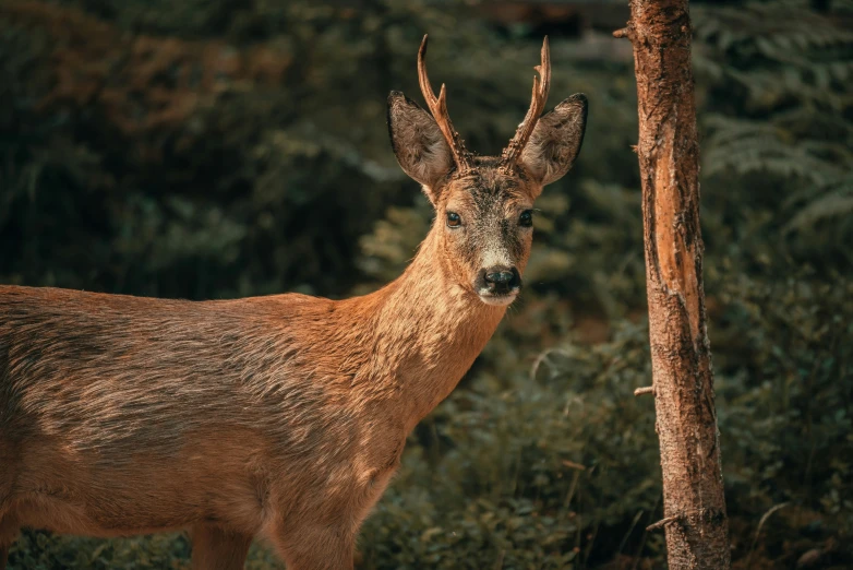 a close up view of a deer with antlers on it's head