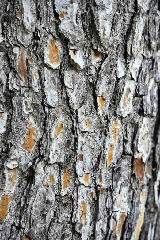 the bark of an old tree in closeup