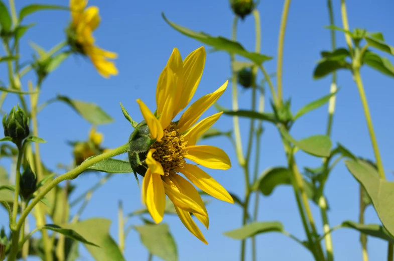a sunflower in a field is in bloom