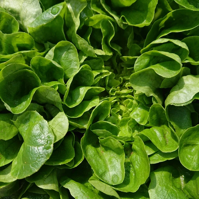 a close up of green leaves on a plant