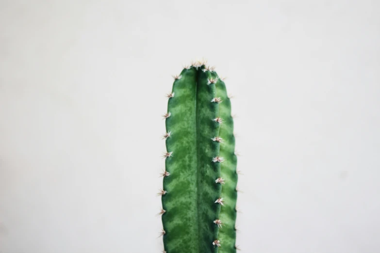 a green cactus is displayed against a white wall