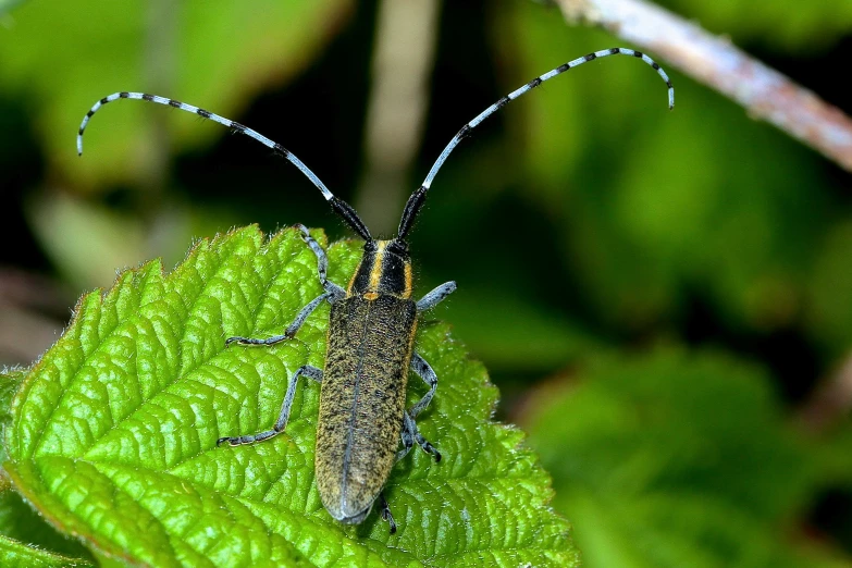 an insect is sitting on a leaf and ready to fly